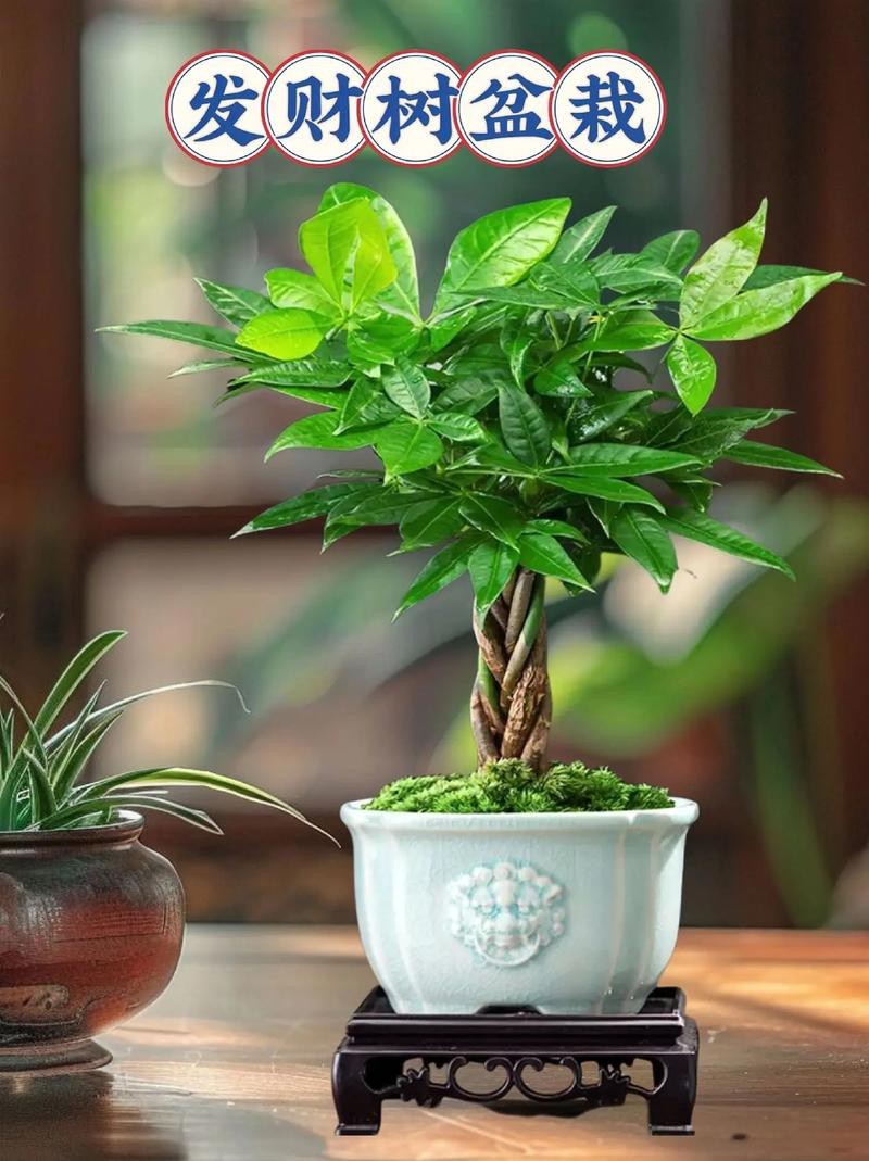 發財樹的圖片【《發財樹：寓意美好的綠植風采》】
