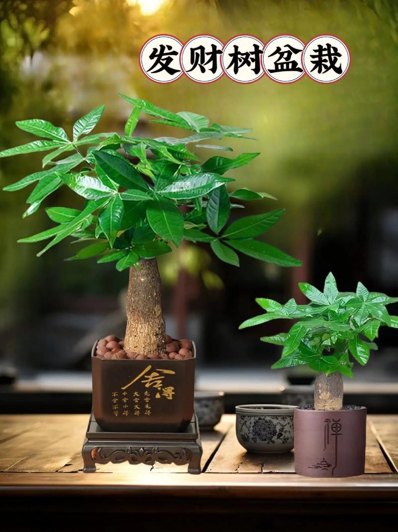 發財樹的圖片【《發財樹：寓意美好的綠植風采》】