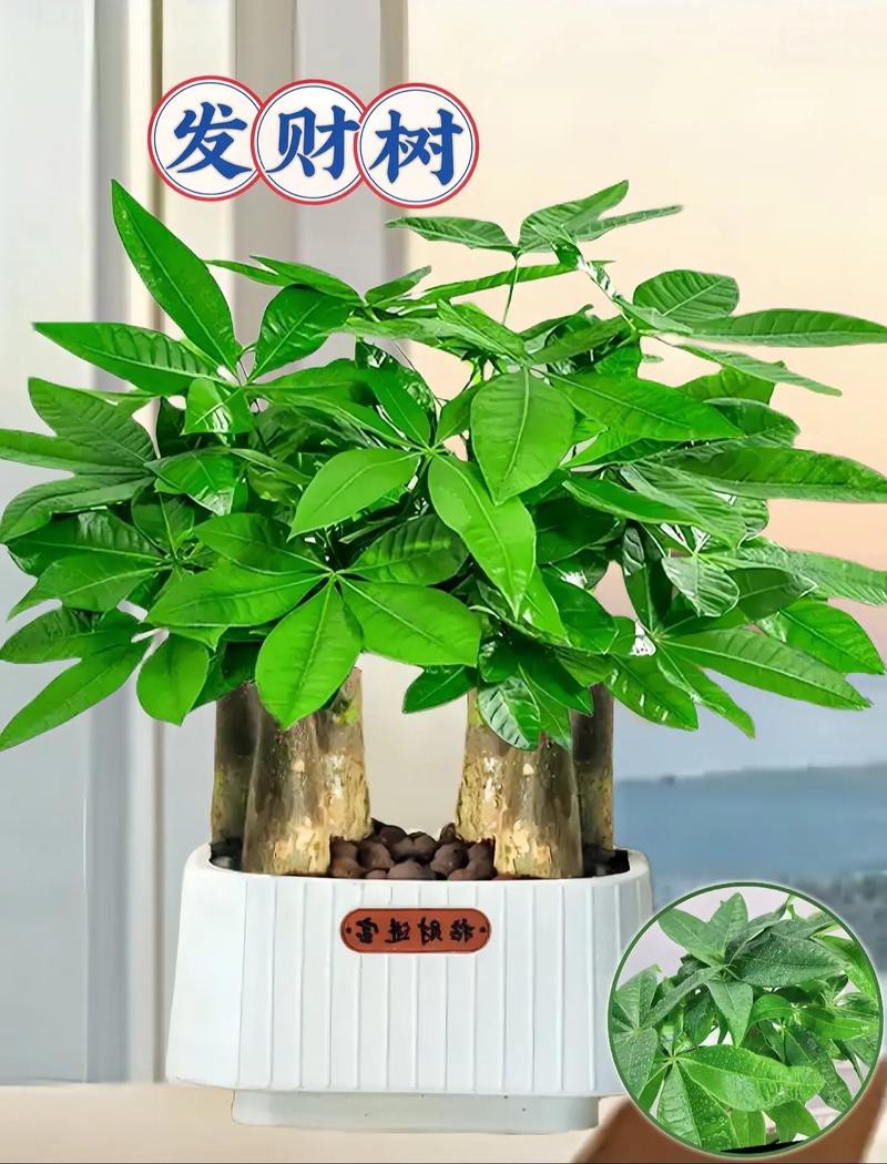 發財樹的圖片【《發財樹：寓意美好的綠植風采》】