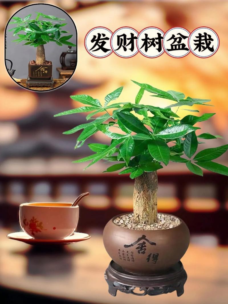 發財樹的圖片【《發財樹：寓意美好的綠植風采》】