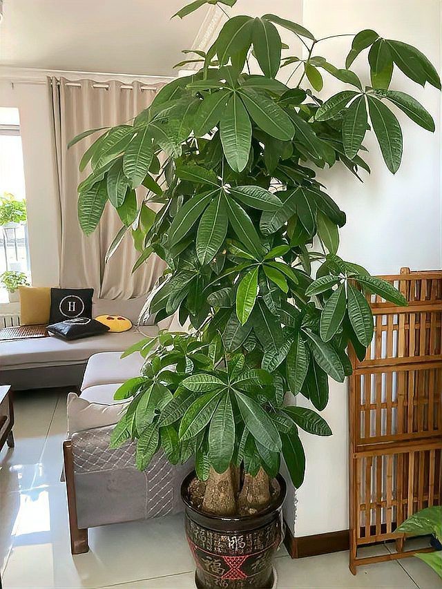 發財樹的圖片【《發財樹：寓意美好的綠植風采》】