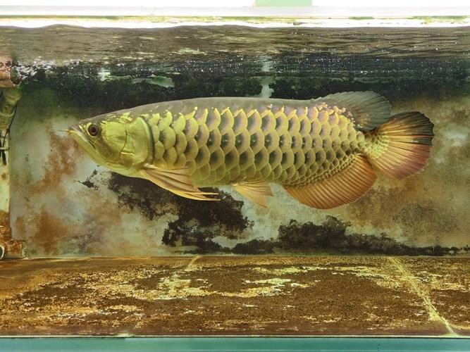 提供一張過背金龍魚的圖片【過背金龍魚的價(jià)格】