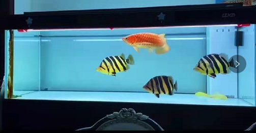 龍魚在低水位下會有哪些影響？【低水位養龍魚，利與弊如何權衡】 龍魚在低水位下會有哪些影響？【低水位養龍魚，利與弊如何權衡】 龍魚百科 第3張