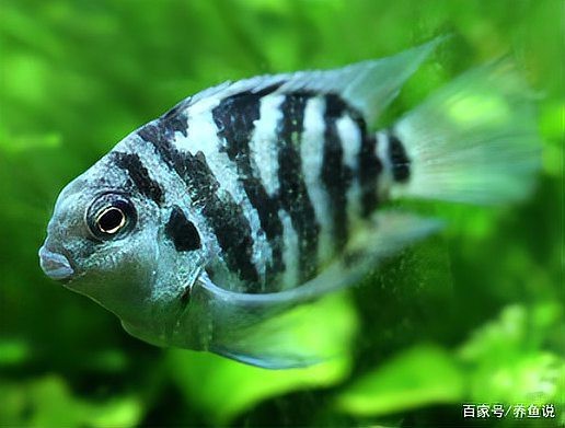 龍魚在低水位下會有哪些影響？【低水位養龍魚，利與弊如何權衡】 龍魚在低水位下會有哪些影響？【低水位養龍魚，利與弊如何權衡】 龍魚百科 第2張