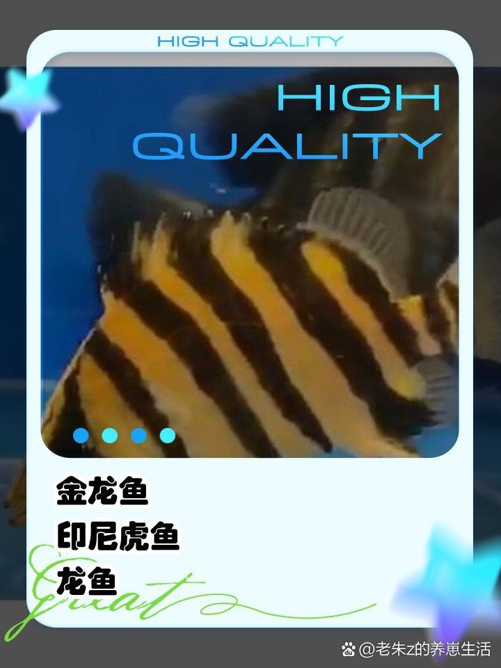羅漢和印尼虎混養(yǎng)【什么魚(yú)可以和虎魚(yú)混養(yǎng)】