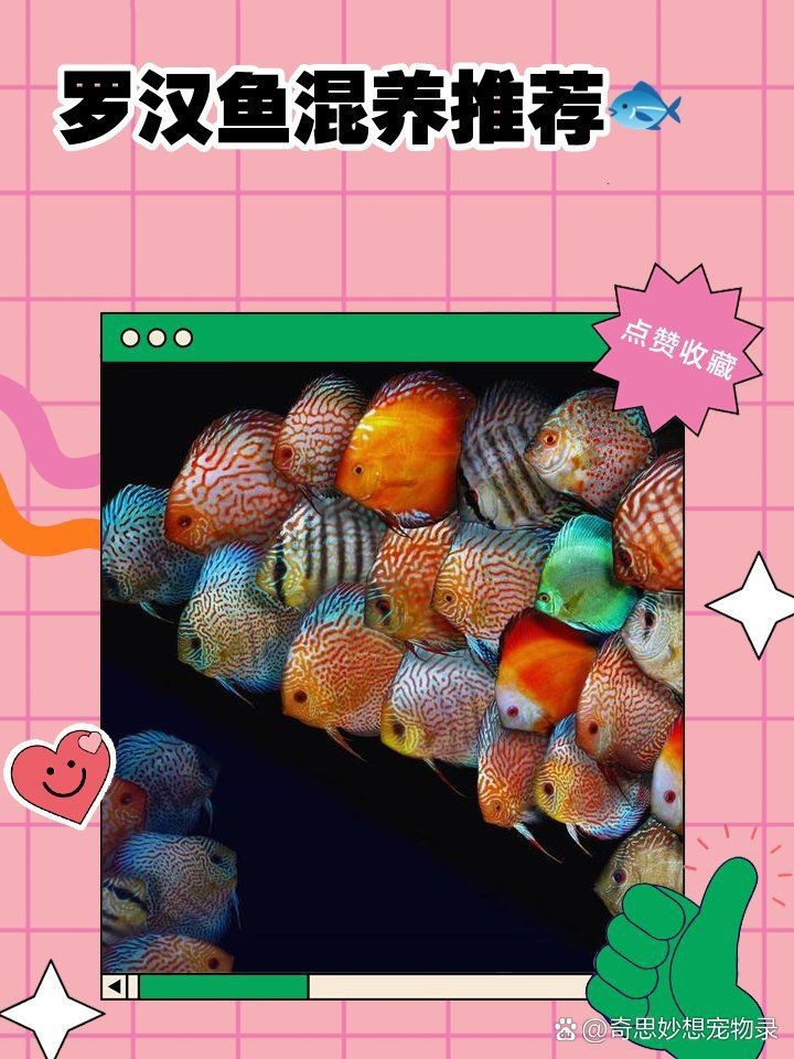 羅漢和印尼虎混養(yǎng)【什么魚(yú)可以和虎魚(yú)混養(yǎng)】