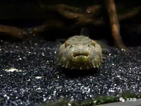 奈及利亞紅圓點狗頭魚壽命【奈及利亞紅圓點狗頭魚的壽命】