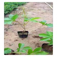 爬山虎苗多少錢一棵【爬山虎的價格與生態價值】