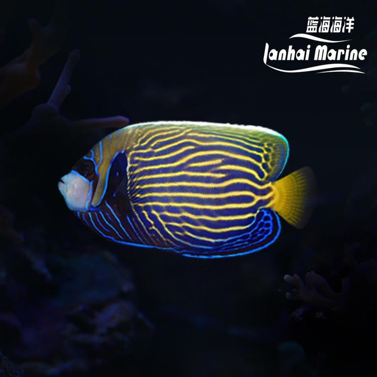 淇縣龍魚店【淇縣龍魚店有哪些知名品牌】 淇縣龍魚店【淇縣龍魚店有哪些知名品牌】 全國水族館企業名錄 第3張