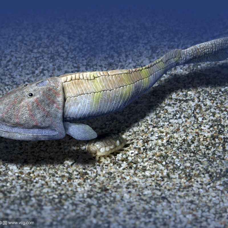 甲胄魚類【甲胄魚(ostracoderms)是一類已滅絕的原始無頜魚】