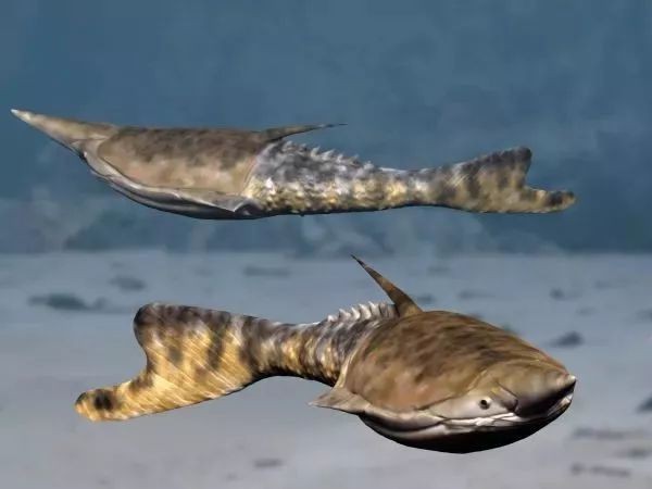 甲胄魚類【甲胄魚(ostracoderms)是一類已滅絕的原始無頜魚】