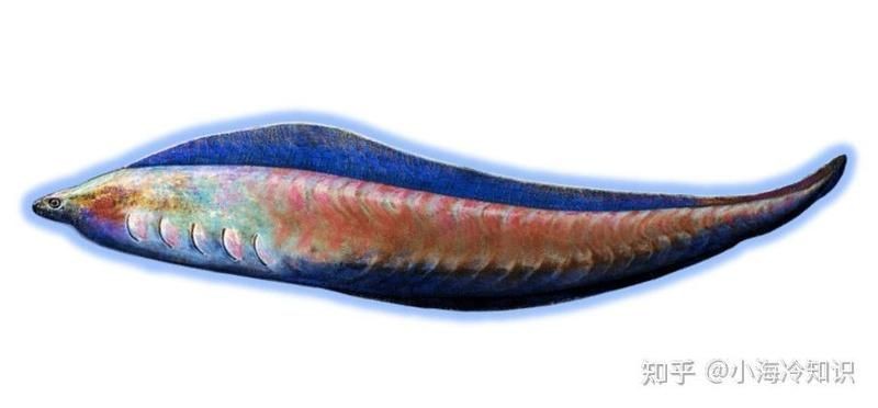甲胄魚類【甲胄魚(ostracoderms)是一類已滅絕的原始無頜魚】
