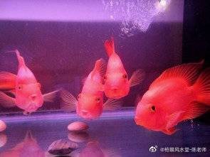 魚替人擋災的征兆【風水魚死了有何說道】