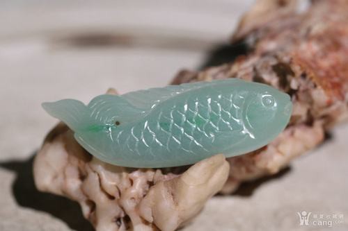 翡翠魚圖片高清大圖【翠和翡翠魚的高清大圖展現(xiàn)了它們令人驚嘆的美麗】