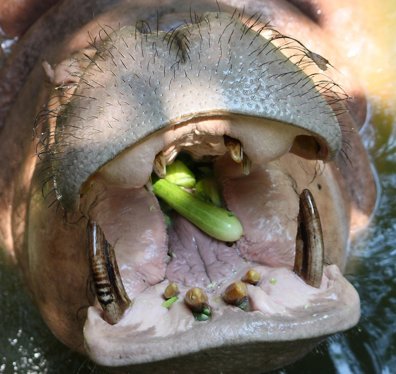 龍魚七大食物排行榜【龍魚七大食物排行榜中哪種食物對龍魚發色最有幫助】