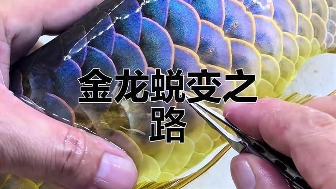 賽級龍魚一般價格【廣州龍魚錦標賽冠軍賣出108萬天價魚主:沒有賣】