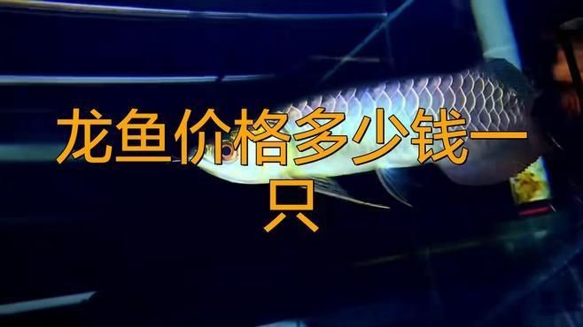賽級龍魚一般價格【廣州龍魚錦標賽冠軍賣出108萬天價魚主:沒有賣】