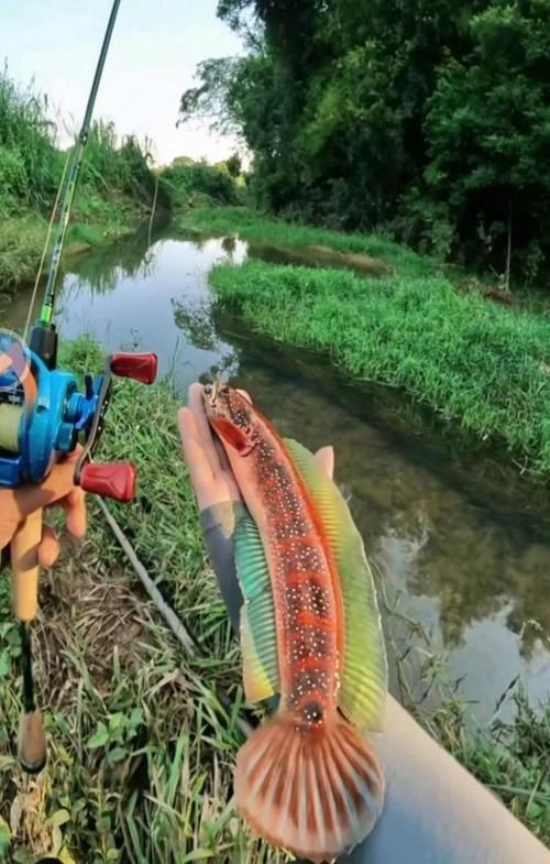 給我一些廣東野生雷龍魚的圖片【廣東男子釣獲“虎斑雷龍”,滿身花紋顏值爆表,魚友：1-2萬我要了】