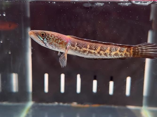 給我一些廣東野生雷龍魚的圖片【廣東男子釣獲“虎斑雷龍”,滿身花紋顏值爆表,魚友：1-2萬我要了】