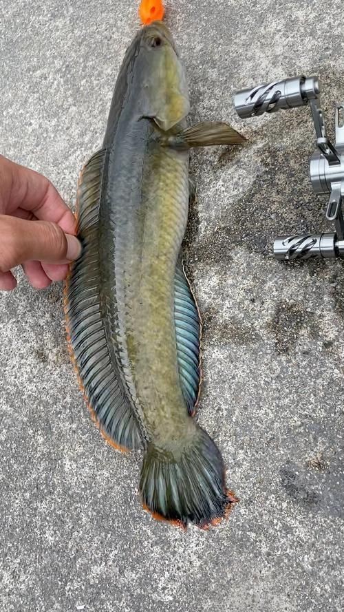 給我一些廣東野生雷龍魚的圖片【廣東男子釣獲“虎斑雷龍”,滿身花紋顏值爆表,魚友：1-2萬我要了】