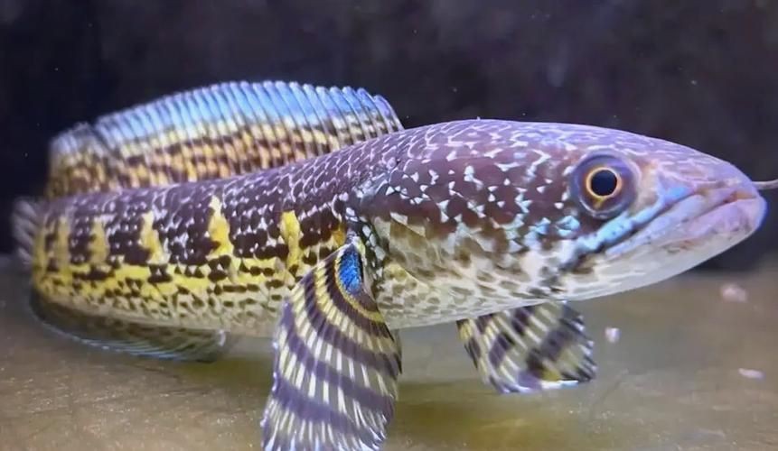 給我一些廣東野生雷龍魚的圖片【廣東男子釣獲“虎斑雷龍”,滿身花紋顏值爆表,魚友：1-2萬我要了】