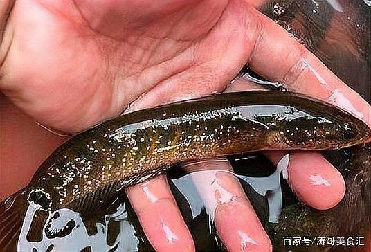 給我一些廣東野生雷龍魚的圖片【廣東男子釣獲“虎斑雷龍”,滿身花紋顏值爆表,魚友：1-2萬我要了】