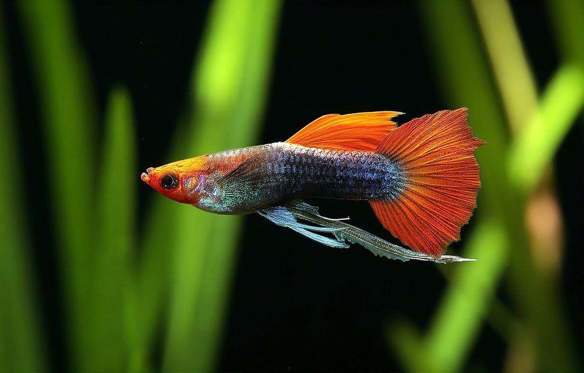 紅箭魚和孔雀魚能混養嗎【紅箭魚可以和孔雀魚一起養嗎】