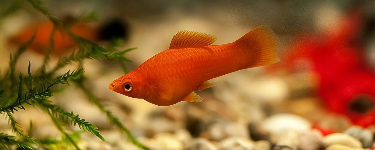 紅箭魚和孔雀魚能混養嗎【紅箭魚可以和孔雀魚一起養嗎】