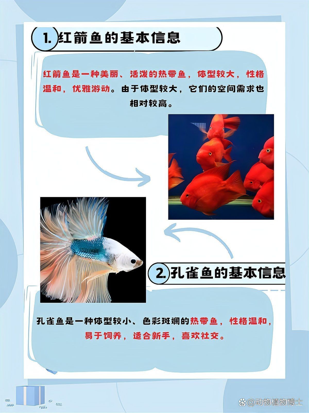 紅箭魚和孔雀魚能混養嗎【紅箭魚可以和孔雀魚一起養嗎】