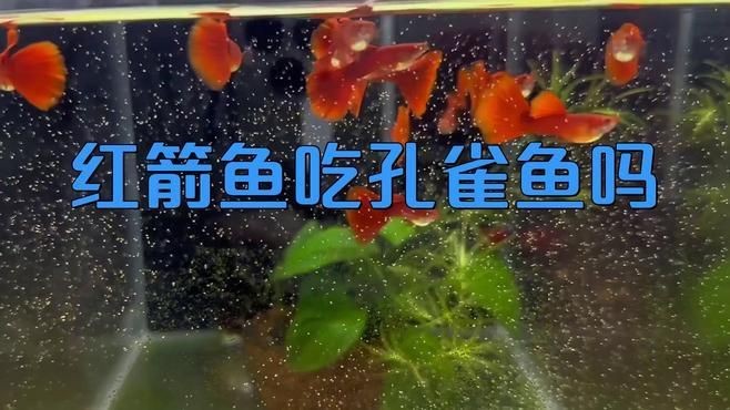 紅箭魚和孔雀魚能混養嗎【紅箭魚可以和孔雀魚一起養嗎】