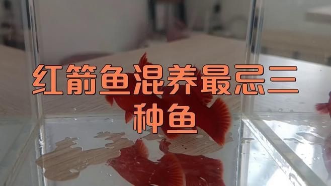 紅箭魚和孔雀魚能混養嗎【紅箭魚可以和孔雀魚一起養嗎】