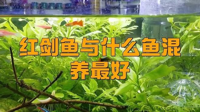 紅箭魚和孔雀魚能混養嗎【紅箭魚可以和孔雀魚一起養嗎】