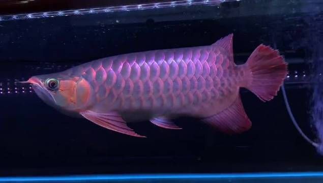 紅龍魚(yú)戰(zhàn)車(chē)全部視頻【《紅龍魚(yú)戰(zhàn)車(chē)全部視頻：領(lǐng)略獨(dú)特水下風(fēng)采》】
