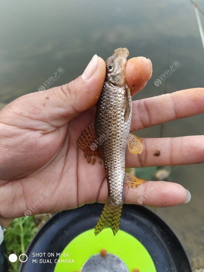 馬古龍魚【《探秘馬古龍魚：獨特而神秘的水族世界》】