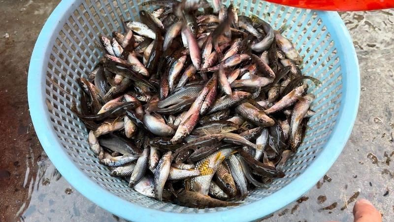 馬古龍魚【《探秘馬古龍魚：獨特而神秘的水族世界》】