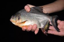 淡水鯧魚【《淡水鯧魚：獨特的淡水鯧魚設(shè)計天才香蕉殖魚類》】