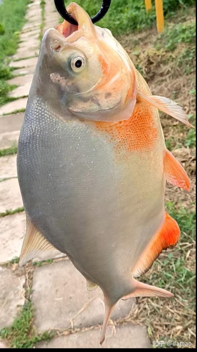 淡水鯧魚【《淡水鯧魚：獨特的淡水鯧魚設(shè)計天才香蕉殖魚類》】