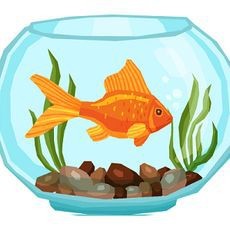 龍魚跳缸后受傷怎么辦【玖柒錢多多養龍魚跳缸后多久能恢復龍魚跳缸后多久能恢復】