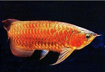 龍魚風水作用與禁忌是什么【養龍魚的風水講究你相信嗎】