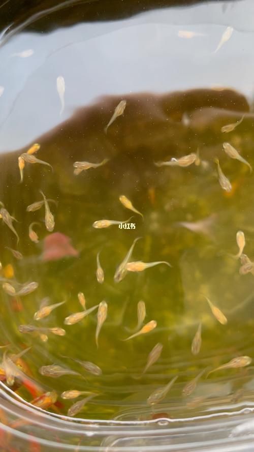 金龍魚幼苗圖片3cm【金龍魚幼苗圖片（3cm）】