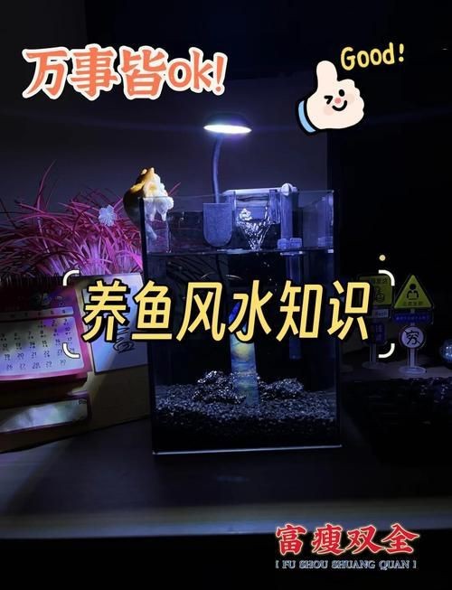龍魚缸擺放位置風水圖片【龍魚缸擺放位置在風水學說中頗具講究，龍魚缸擺放位置在風水學說】 龍魚缸擺放位置風水圖片【龍魚缸擺放位置在風水學說中頗具講究，龍魚缸擺放位置在風水學說】 龍魚百科 第18張