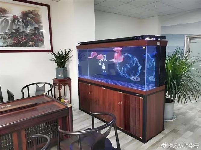 龍魚缸擺放位置風水圖片【龍魚缸擺放位置在風水學說中頗具講究，龍魚缸擺放位置在風水學說】 龍魚缸擺放位置風水圖片【龍魚缸擺放位置在風水學說中頗具講究，龍魚缸擺放位置在風水學說】 龍魚百科 第24張