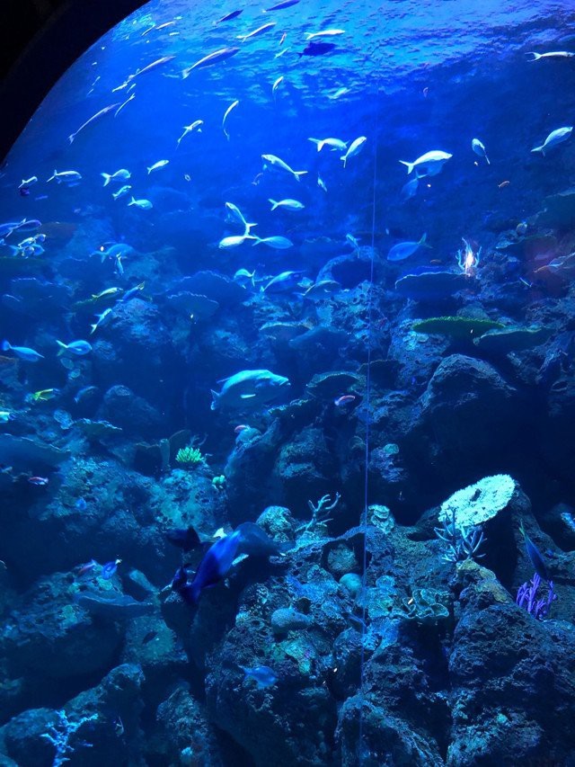 沙洋水族店【水下世界的奇妙窗口】