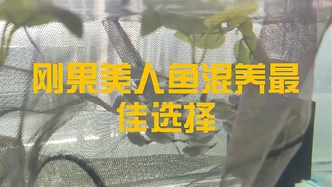美人魚和什么最配【關于美人魚和什么最配，美人魚花邊裙+鏤空毛衣絕配】