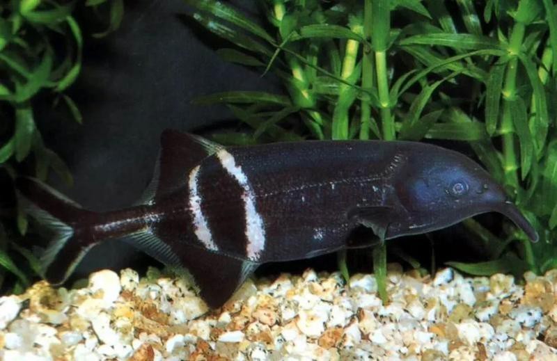 非洲象鼻魚好養嗎【非洲怪異的象鼻魚,國內冷門沒人養,外表憨憨卻玩電成癮】