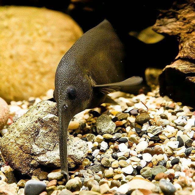 非洲象鼻魚好養嗎【非洲怪異的象鼻魚,國內冷門沒人養,外表憨憨卻玩電成癮】