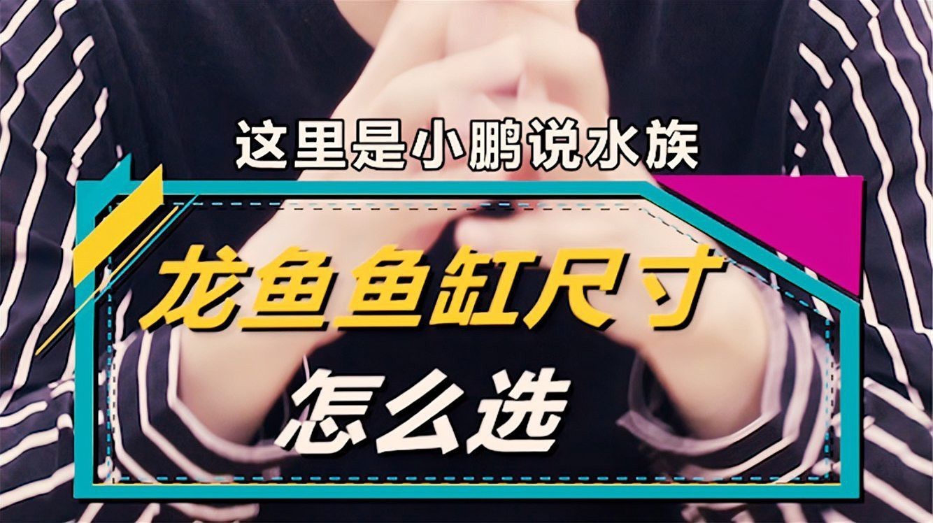 紅龍魚雙養需要多大的魚缸？【想養龍魚,魚缸尺寸怎么選小鵬說水族初學者必看】
