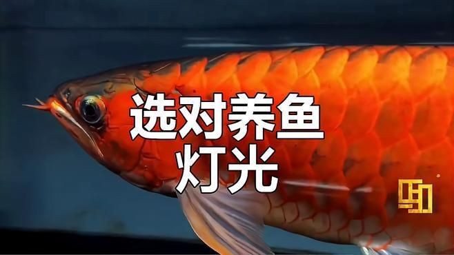 龍魚用哪個品牌燈最好【關于龍魚用哪個品牌燈最好，并無絕對定論，】