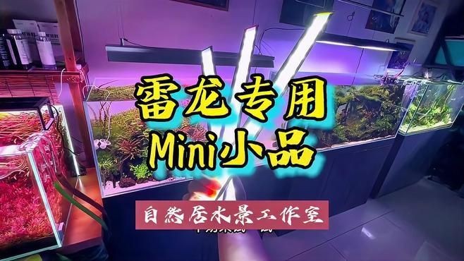 龍魚用哪個品牌燈最好【關于龍魚用哪個品牌燈最好，并無絕對定論，】