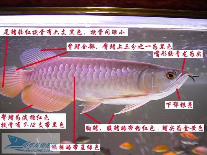 龍魚白色肉球會自行消退嗎，如何預防龍魚白色肉球再次出現